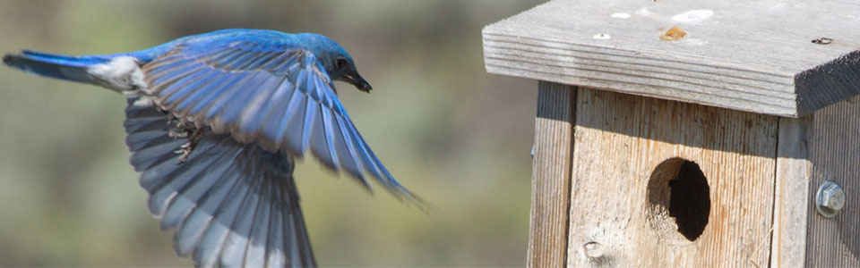 Blue Bird Boxes make great gifts
