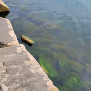 Shoreline Algae Development Sodus Bay