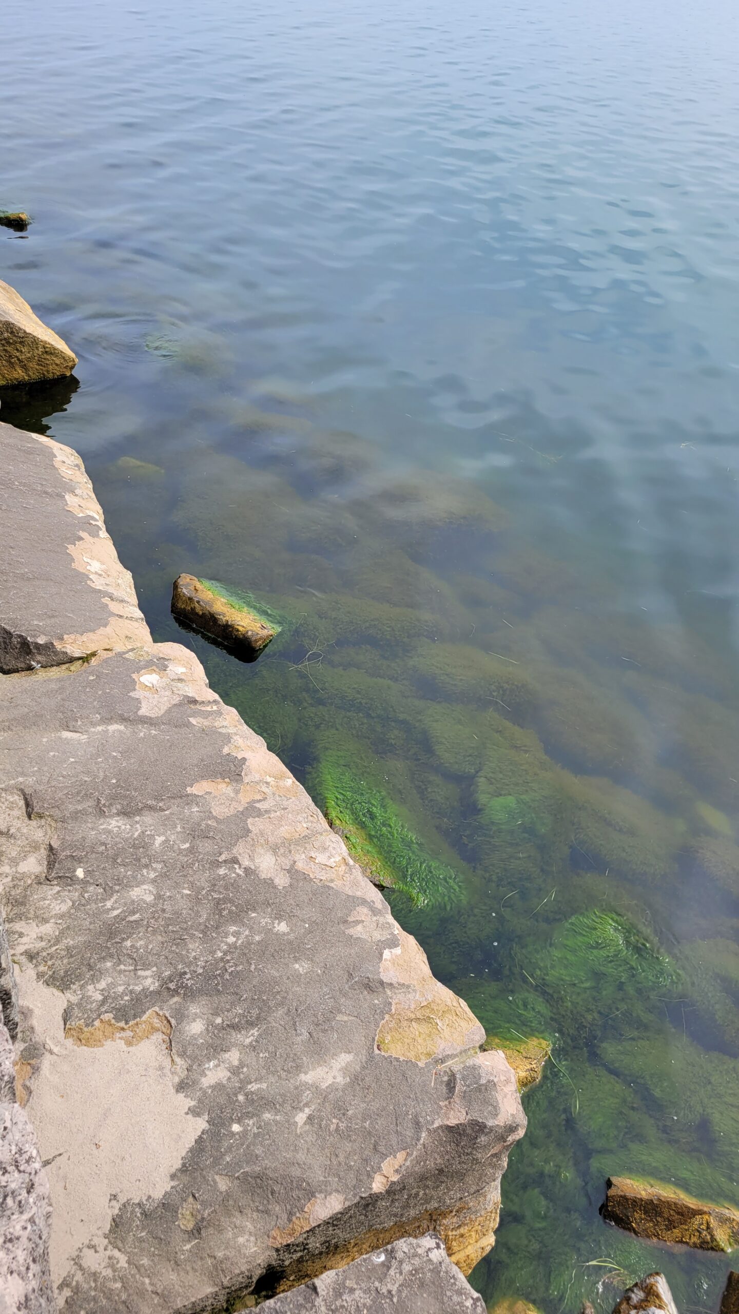 Shoreline Algae Development Sodus Bay