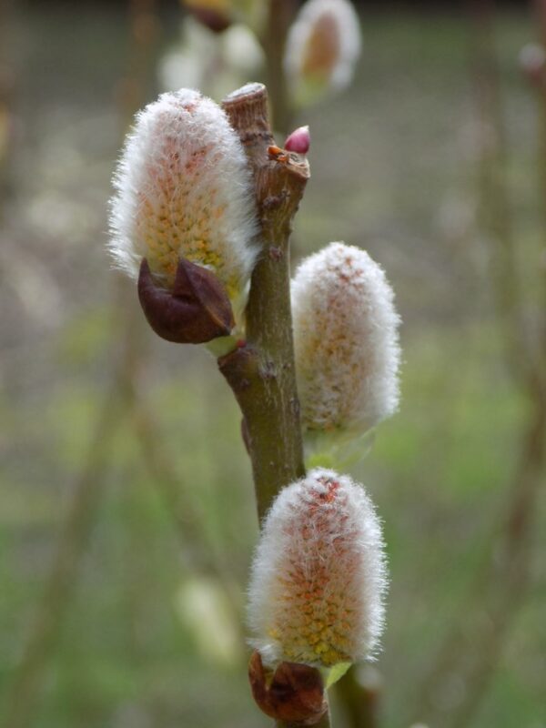 Pussy Willow (18"-24")