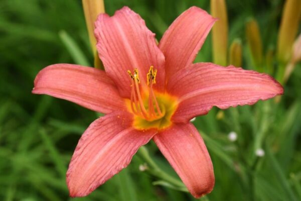 Pink Damask Daylily