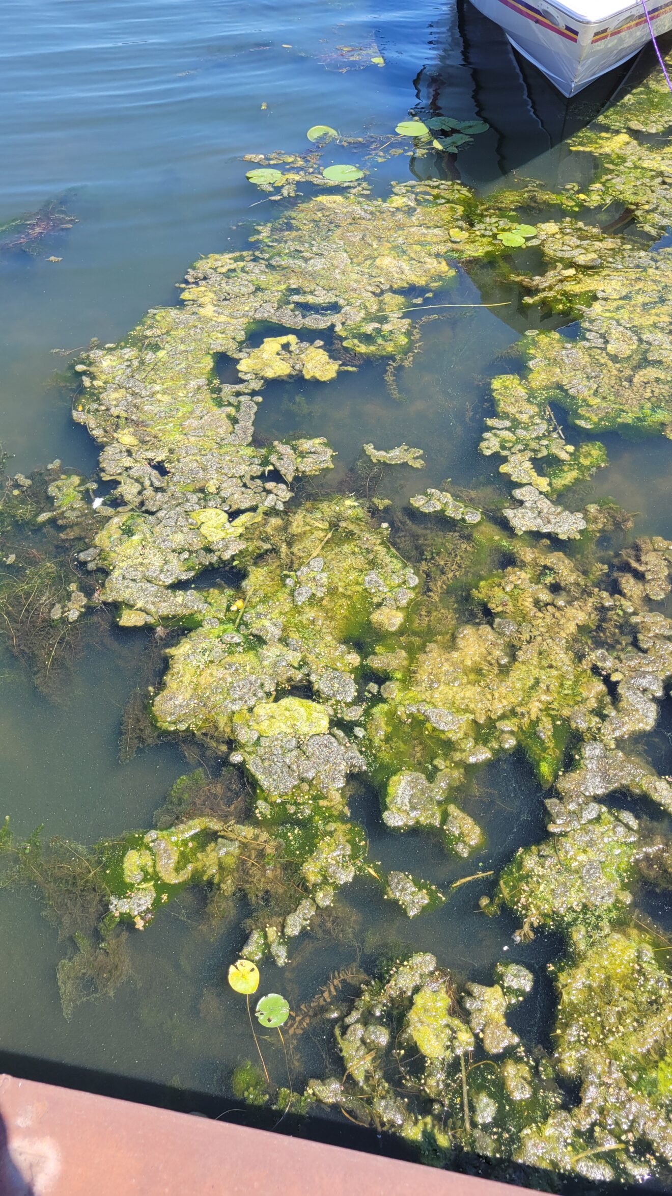 Port Bay - milfoil visible growing up to the surface
