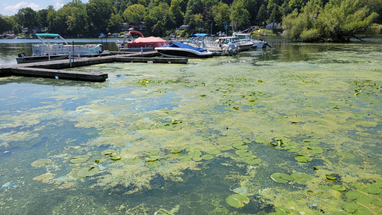 duckweed and filamentous algae on the surface and dense concentrations of aquatic plants.