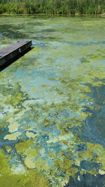 Early signs of Blue Green Algae