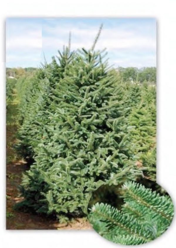 Fraser Fir 10-18"