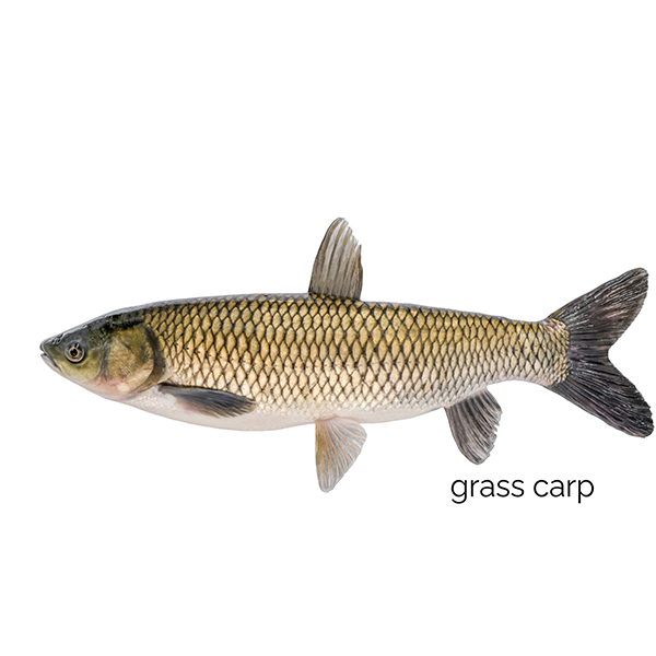 grass carp