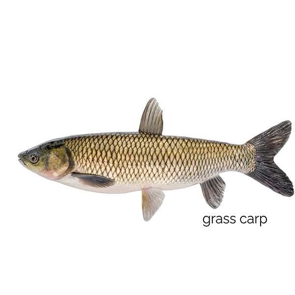 Triploid Grass Carp