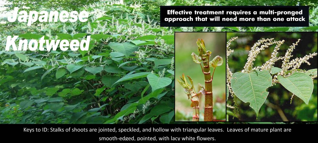 knotweed_facts
