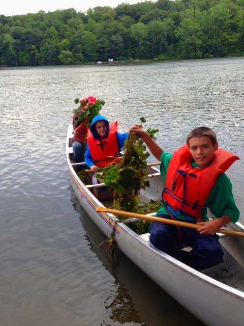 A Boy Scout Troop helps with a community Water Chestnut hand-pull.