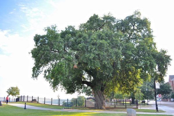 Swamp White Oak (18"-24")